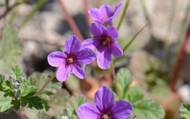 Erodium texanum, Texas Stork's Bill